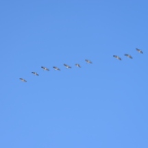 Canada Geese (Branta canadensis) flying over Butte, MT