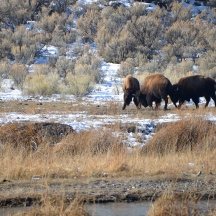 Three young bulls in Yellowstone National Park