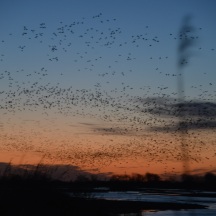 Hundreds of thousands Sandhill Cranes (Grus canadensis) rise from their roosting grounds along the Platte River in Kearney, Nebraska at Sunrise