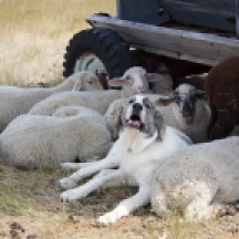 Liam the guard dog with his sheep on the Veseth Cattle Ranch